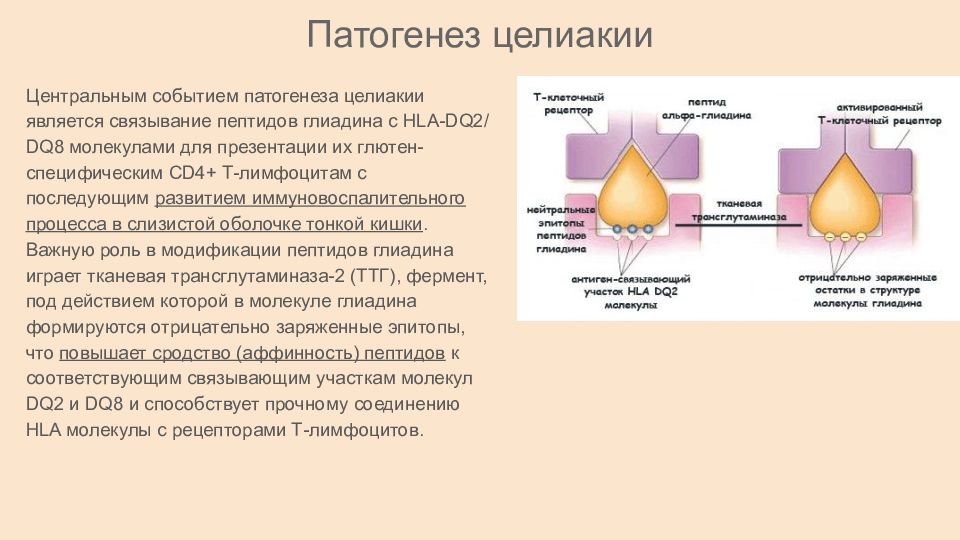 Целиакия у детей презентация