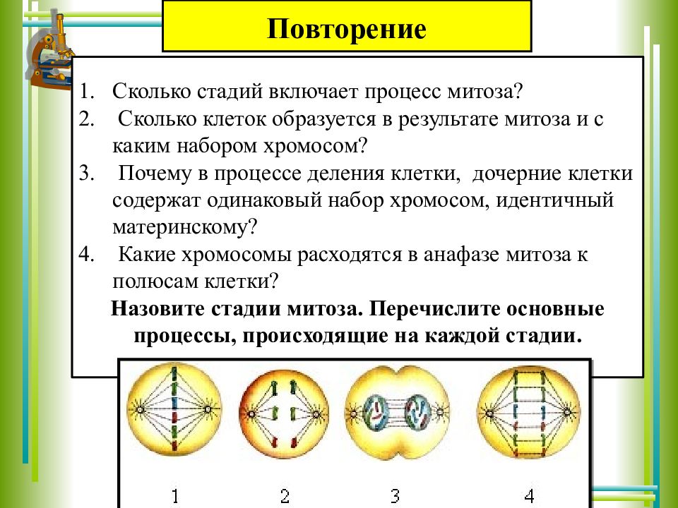 Митоз клетки 9 класс презентация деление клетки