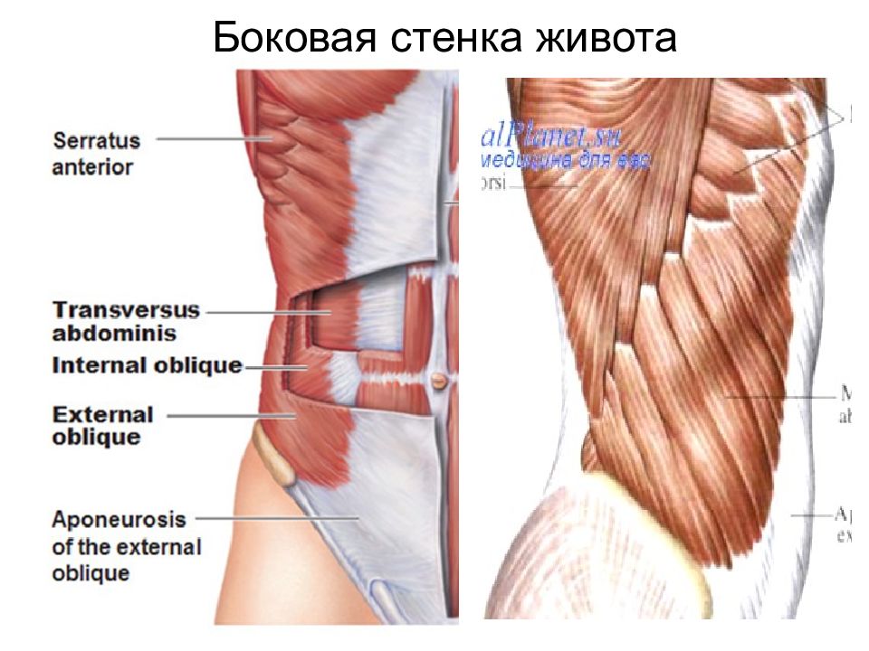 Стенки живота анатомия. Переднебоковая стенка живота мышцы. Мышцы боковой стенки живота анатомия. Передняя группа мышц живота анатомия. Задняя группа мышц живота.