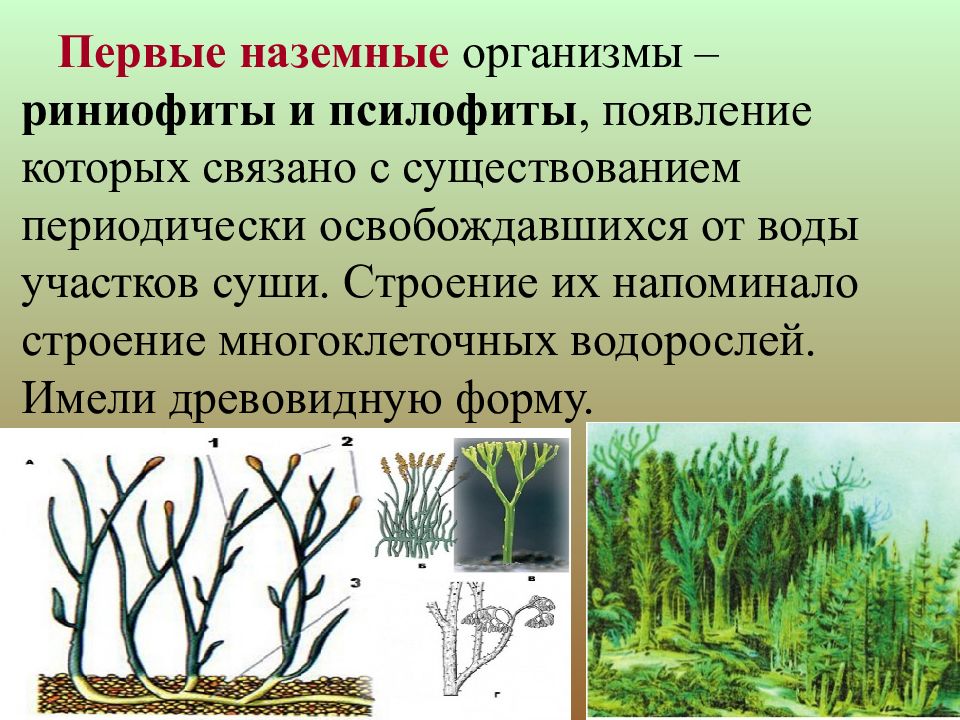 Презентация на тему историческое развитие растительного мира 6 класс