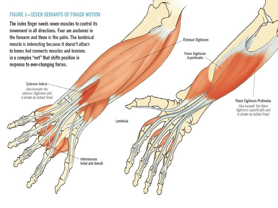 Montagem vozes profundus. Flexor digitorum Profundus мышца. Глубокий сгибатель пальцев m. Flexor digitorum Profundus. M Flexor digitorum Profundus иннервация. Мышца musculus Flexor digitorum Profundus.