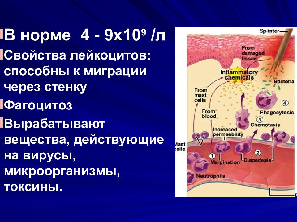 Кровь физиология презентация