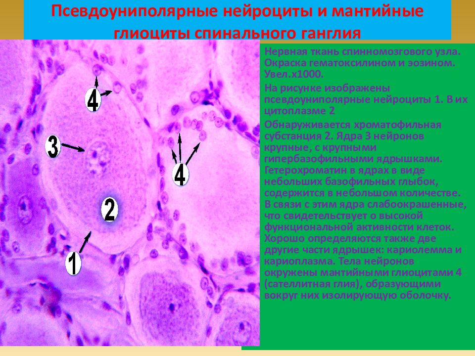 Нервная ткань гистология презентация