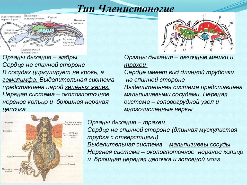 Жизнедеятельность беспозвоночных