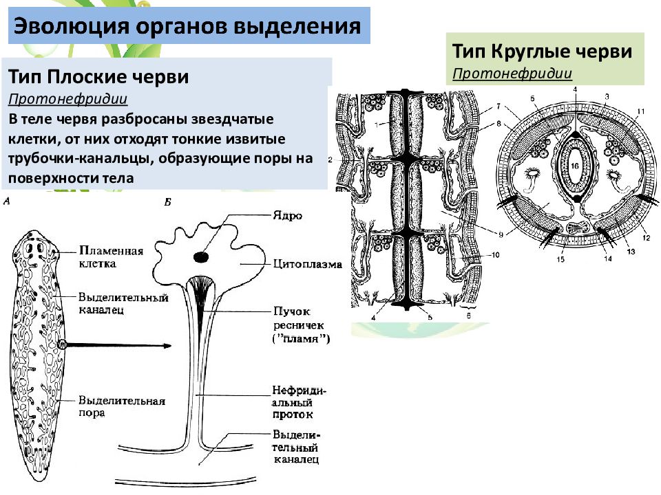 Органы выделительной системы червя. Плоские черви протонефридии. Протонефридиальная система плоских червей. Тип выделительной системы у плоских червей. Выделительная система протонефридии.