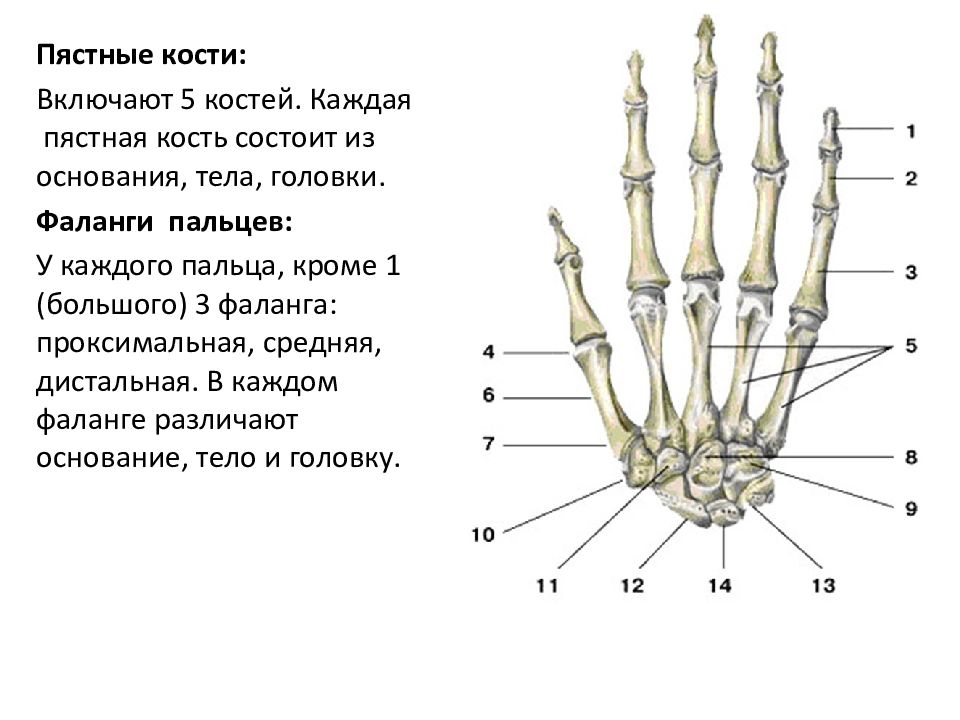 Костей пятый. Пястная кость строение. Анатомия пястных костей. Пятая пястная кость кисти анатомия. 2 Пястная кость стопы.