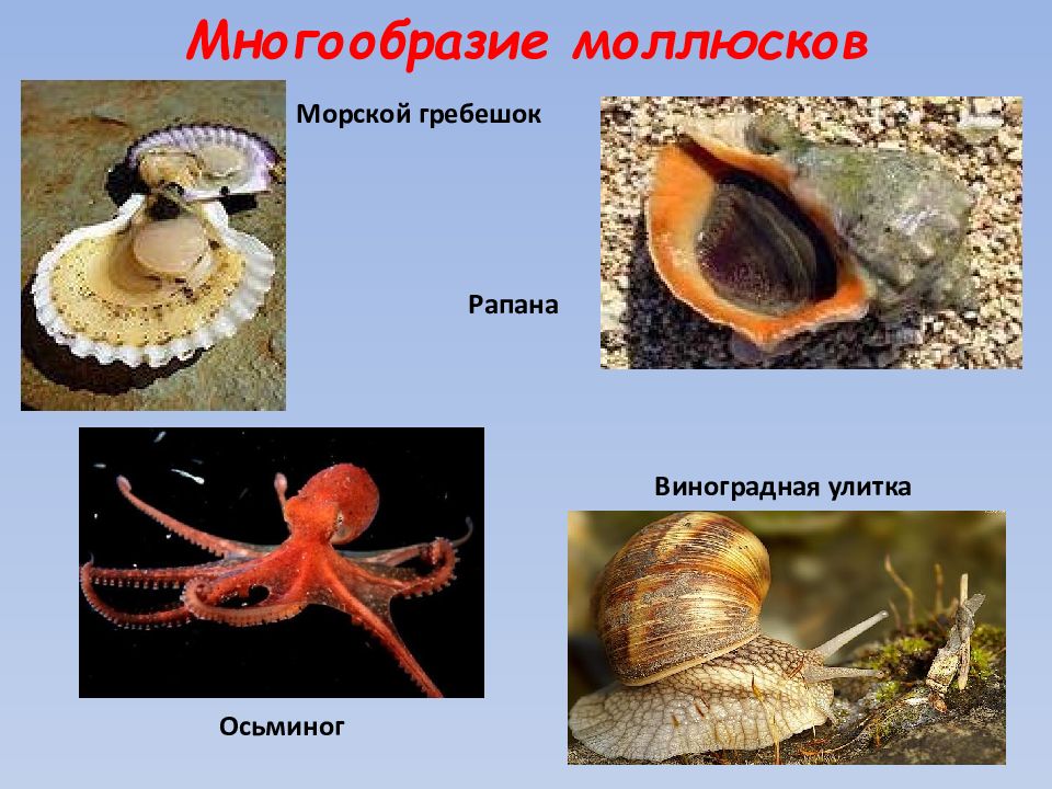 Три примера животных относящихся к моллюскам. Моллюски представители. Представители молюсок. Тип моллюски многообразие. Животные типа моллюски.