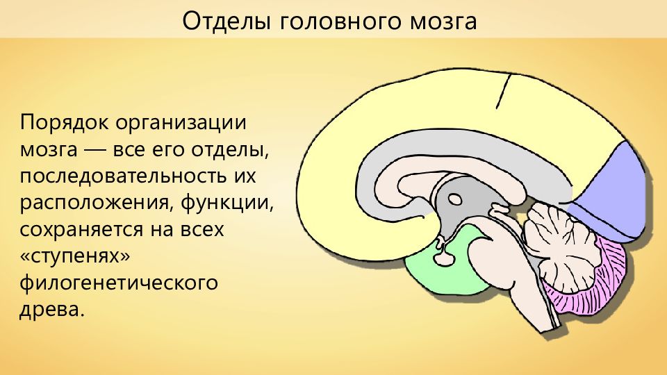 Порядок мозга. Отделы головного мозга человека. Последовательность головного мозга. Последовательность отделов головного мозга. Последовательное расположение отделов головного мозга.