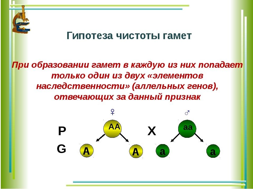 Закон чистоты гамет схема