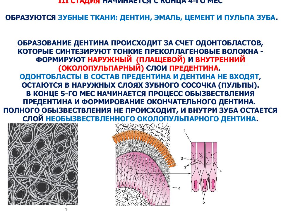 Особенность строения дентина какую функцию он выполняет. Возрастные особенности пульпы зуба. Строение дентина одонтобласты. Виды эмалево цементной границы.