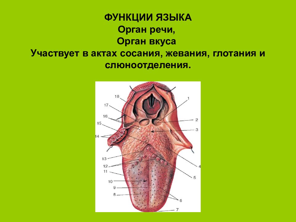 Функционирование органы. Орган вкуса функции. Функции языка анатомия человека.