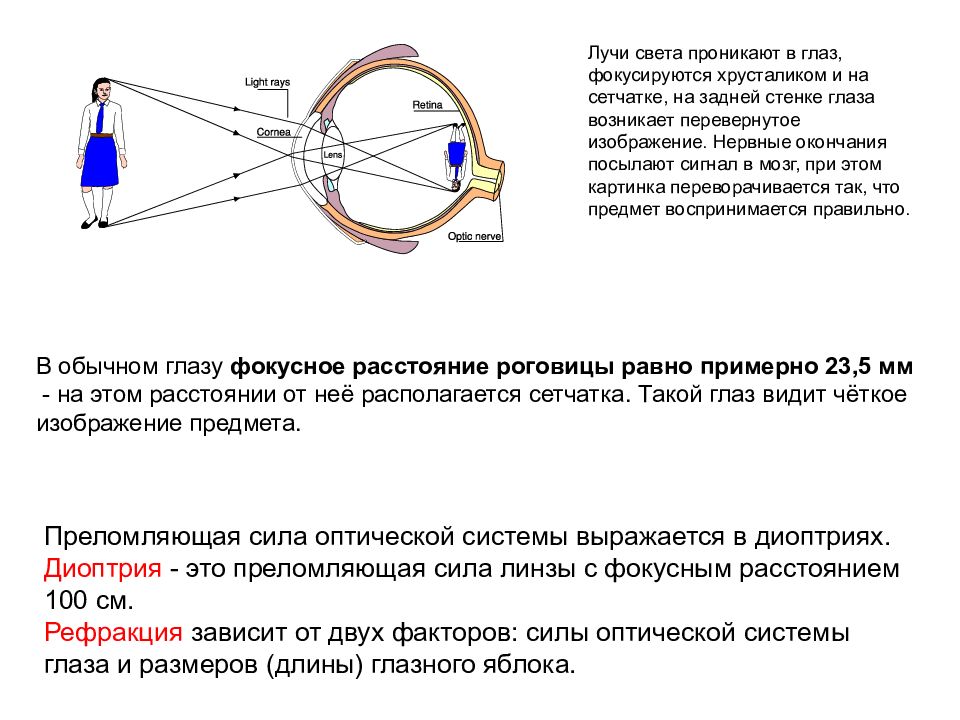 Острота зрения отражает способность оптической системы глаза строить четкое изображение