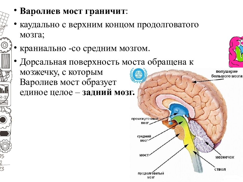 Мост мозга расположен. Строение головного мозга варолиев мост. Головной мозг варолиев мост. Отделы головного мозга варолиев мост. Функции варолиева мозга.
