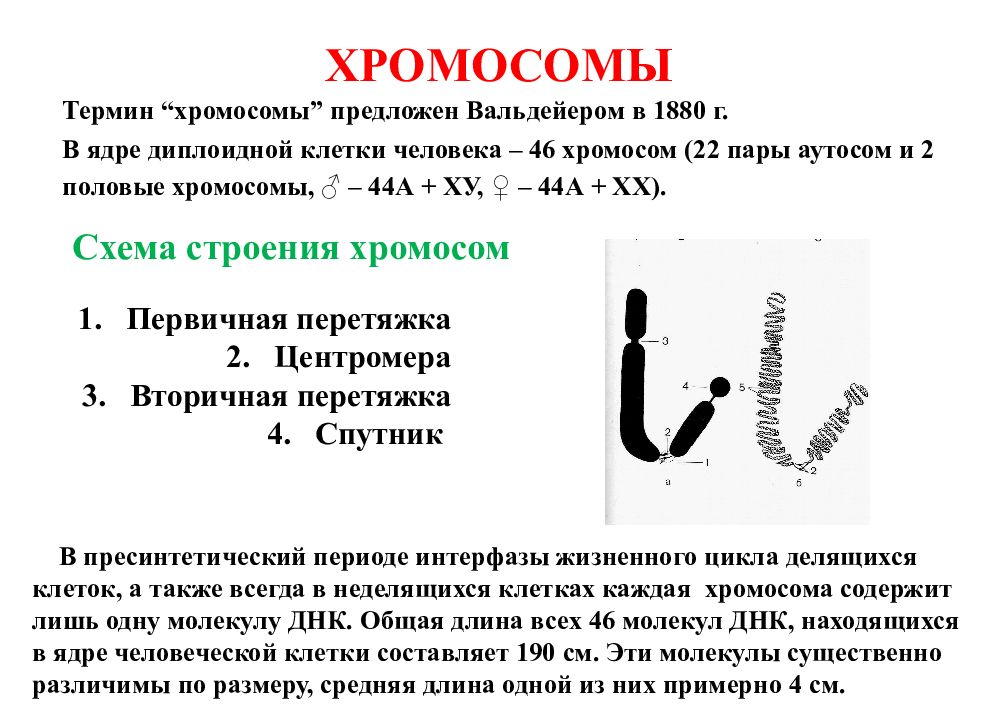 Хромосомы вопрос. Термин хромосома. Строение хромосом термины. Термин хромосомы в биологии. Определение понятия хромосома.