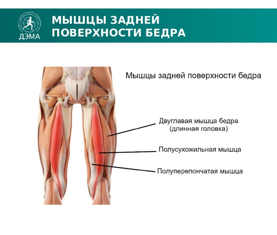 Мышцы бедра презентация