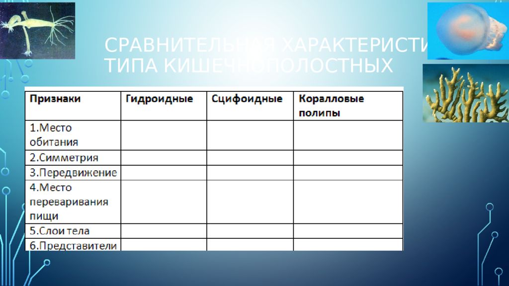 Таблица кишечнополостные 7. Таблица на тему Кишечнополостные. Сравнение кишечнополостных таблица. Сравнение представителей кишечнополостных таблица. Сравнение классов кишечнополостных таблица.