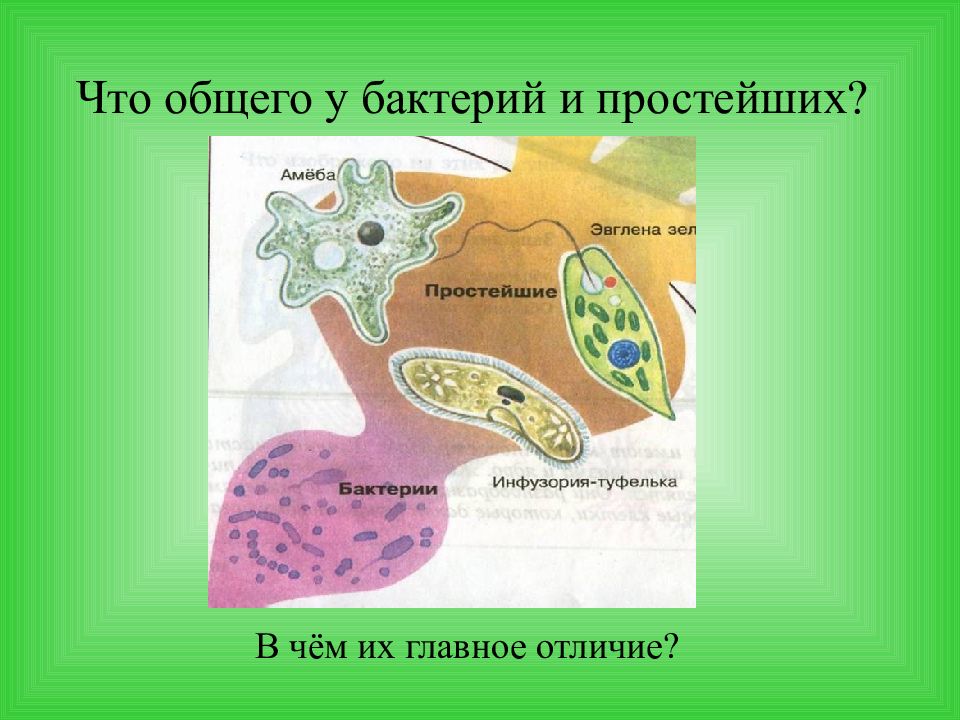 Простейшие сходства и различия. Бактерии и простейшие различия. Различия между бактериями и простейшими. Бактерии и простейшие отличия. Бактерии и простейшие сходства и различия.