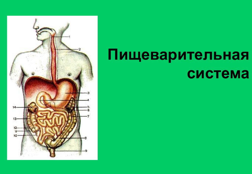 Физиология пищеварительной системы презентация