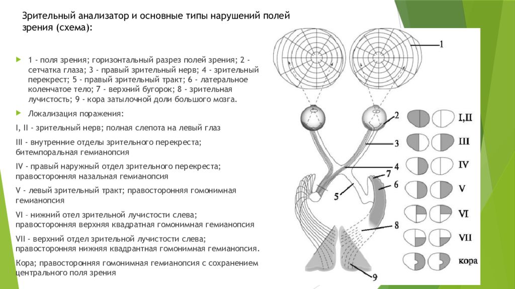 Анализатор поля зрения. Поля зрения и зрительный Перекрест. Зрительный анализатор поле зрения. Поля зрения перекрёст схема. Зрительная лучистость.