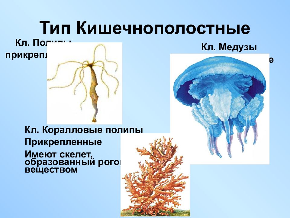 Картинки тип кишечнополостные