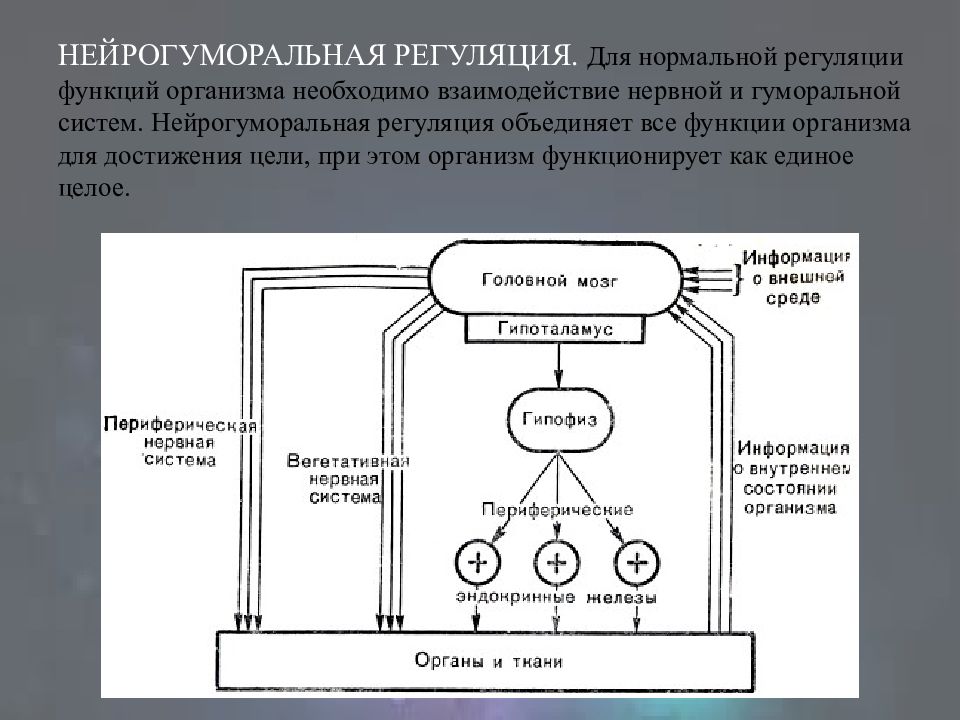 Нейрогуморальная регуляция 6 класс биология презентация