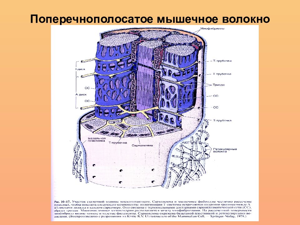 Строение поперечно. Поперечно полосатое скелетное мышечное волокно. Строение миосимпласта гистология. Строение поперечно полосатого мышечного волокна. Структура волокон поперечнополосатых мышц.