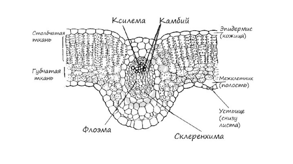 Мякоть тип ткани. Ксилема и флоэма поперечного среза листа. Ткани растений проводящие сосудисто волокнистые пучки. Сосудисто волокнистые пучки растений строение. Строение сосудисто волокнистого пучка.