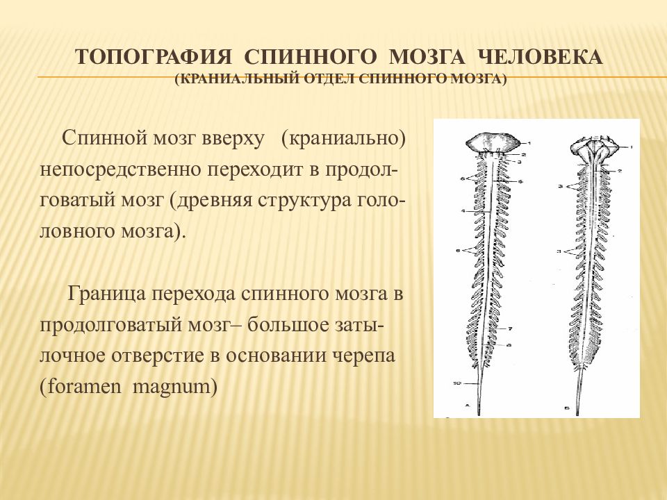 Топография спинного мозга. Топография и строение спинного мозга. Наружное строение спинного мозга границы. Топография и внешнее строение спинного мозга. Внешнее строение спинного мозга таблица верхняя граница.