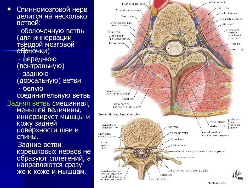 Опухоль периферических нервов. Спинномозговой нерв делится. Ветви спинномозгового нерва. Оболочечные ветви спинномозговых нервов. Оболочечная ветвь спинномозгового нерва.