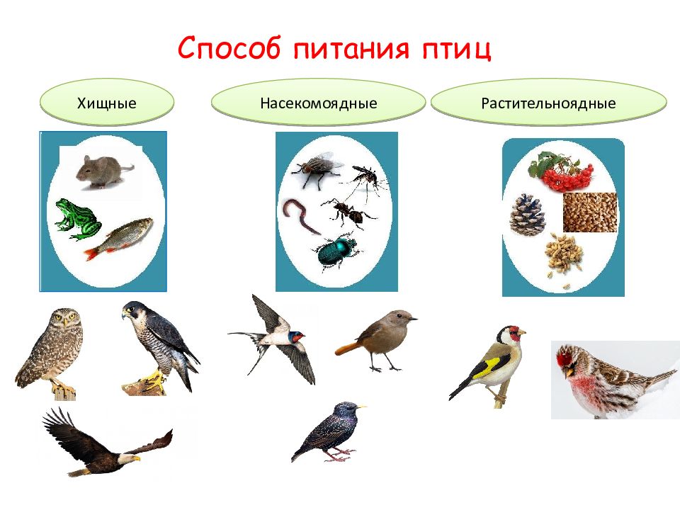 Группы питания птиц. Птицы растительноядные названия. Презентация домашняя птица. Слайды для презентации с птицами.