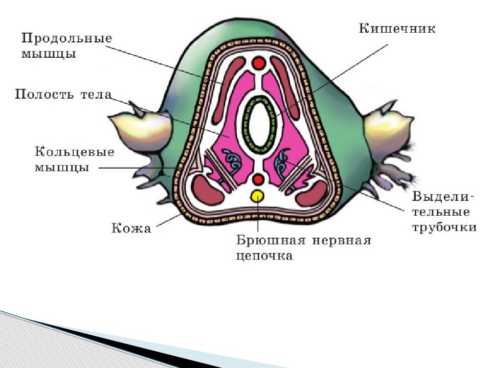 Сравните изображения личинок морского брюхоногого моллюска и морского многощетинкового червя