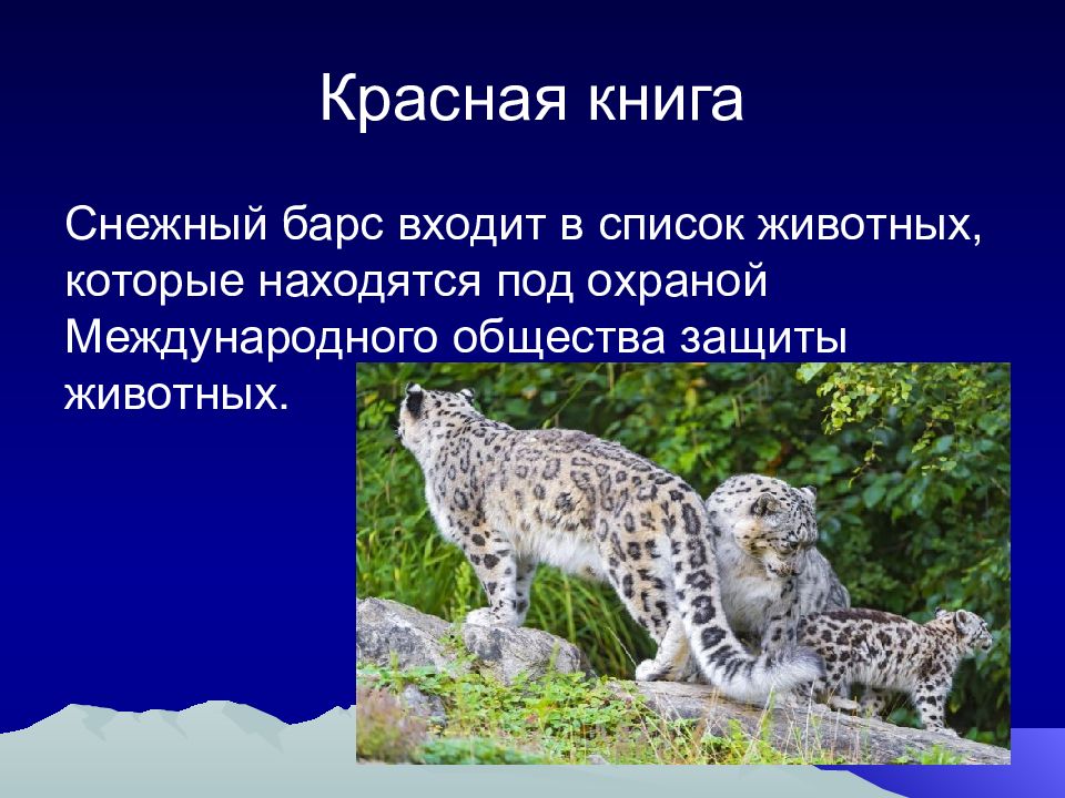 Барс читать. Снежный Барс красная книга. Животные красной книги снежный Барс. Снежный Барс презентация. Проект красная книга снежный Барс.