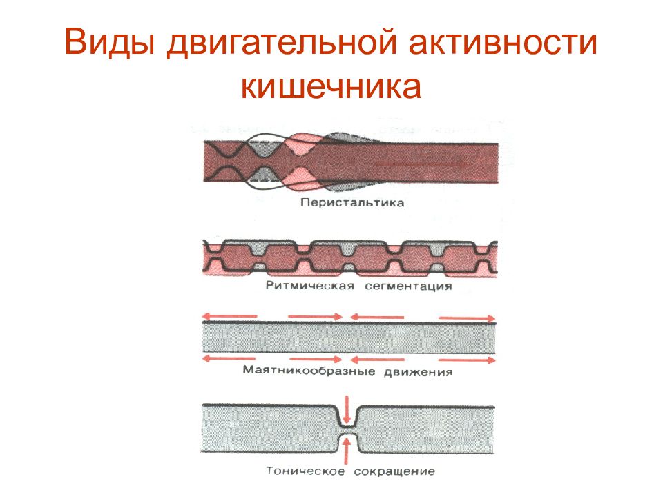 Перистальтика это. Маятникообразные движения кишечника. Антиперистальтические сокращения. Непропульсивная перистальтика. Тонические и перистальтические сокращения.