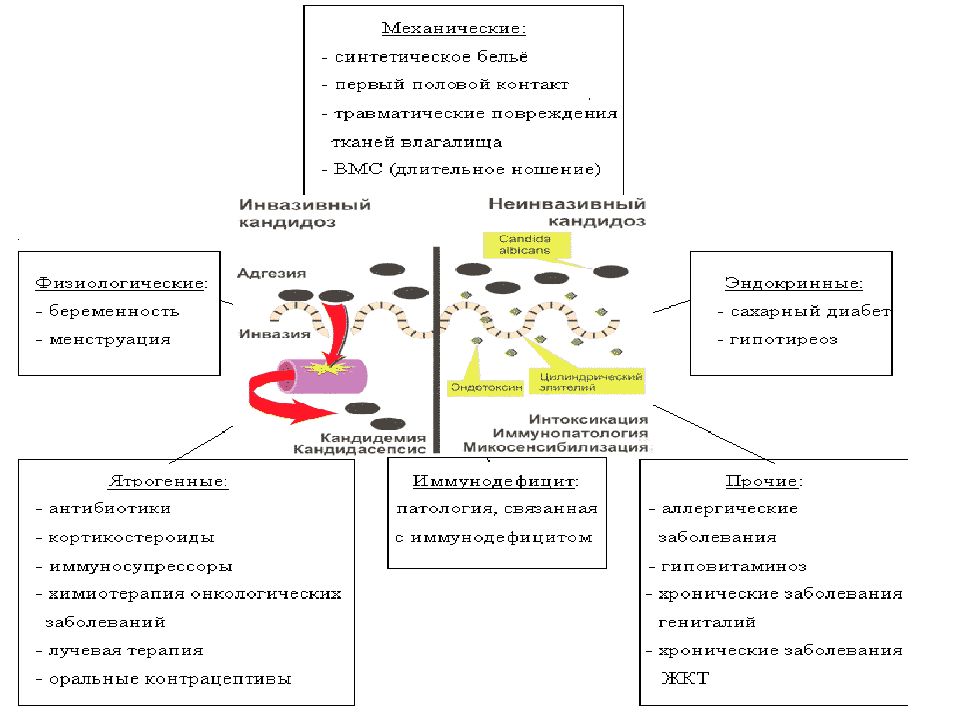 Механизм действия противогрибковых препаратов. Противогрибковые антибиотики механизм действия. Противогрибковые препараты механизм действия фармакология. Механизм действия противомикозных средств.