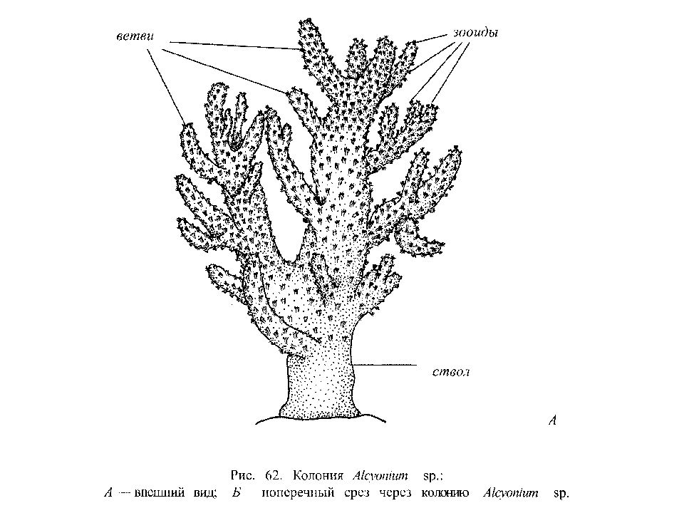 Полип альциониум рисунок