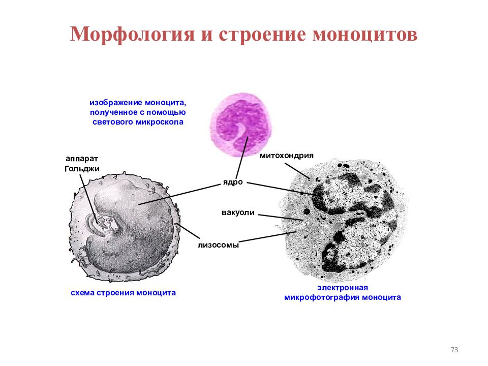 Картинки моноциты под микроскопом