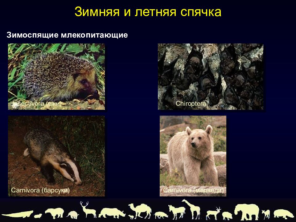 Териология это наука изучающая. Адаптации млекопитающих. Сезонные явления в жизни млекопитающих. Сезонные изменения медведя в природе. Териология.