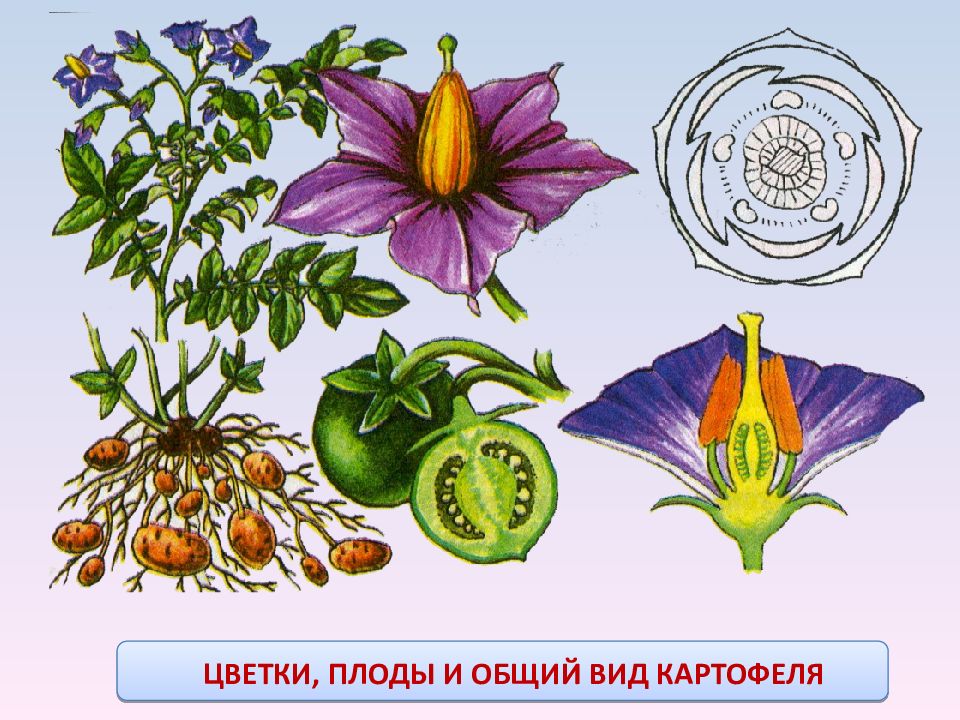 Цветковы род