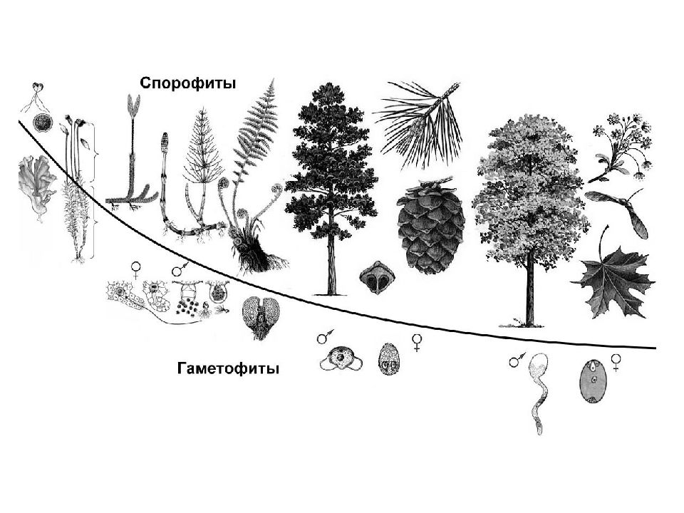 Жизненный цикл семенных растений. Эволюция спорофита. Заросток плауна хромосомный набор. Хромосомный набор клеток листьев папоротника. Гаплоидный гаметофит.