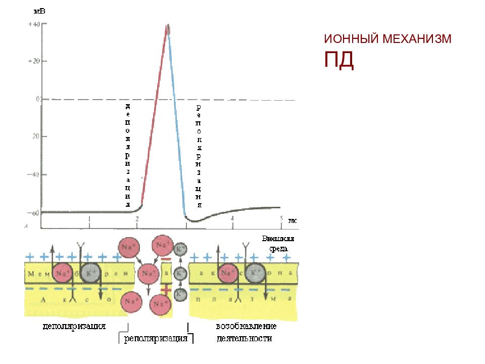 Мембранный потенциал схема