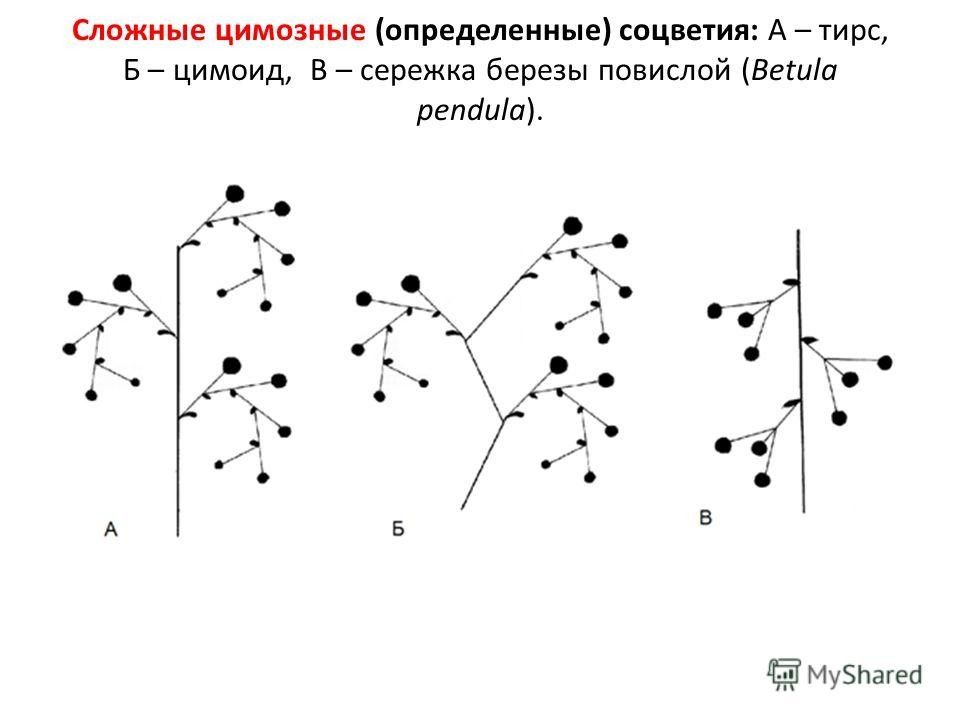 Береза повислая рисунок ботанический