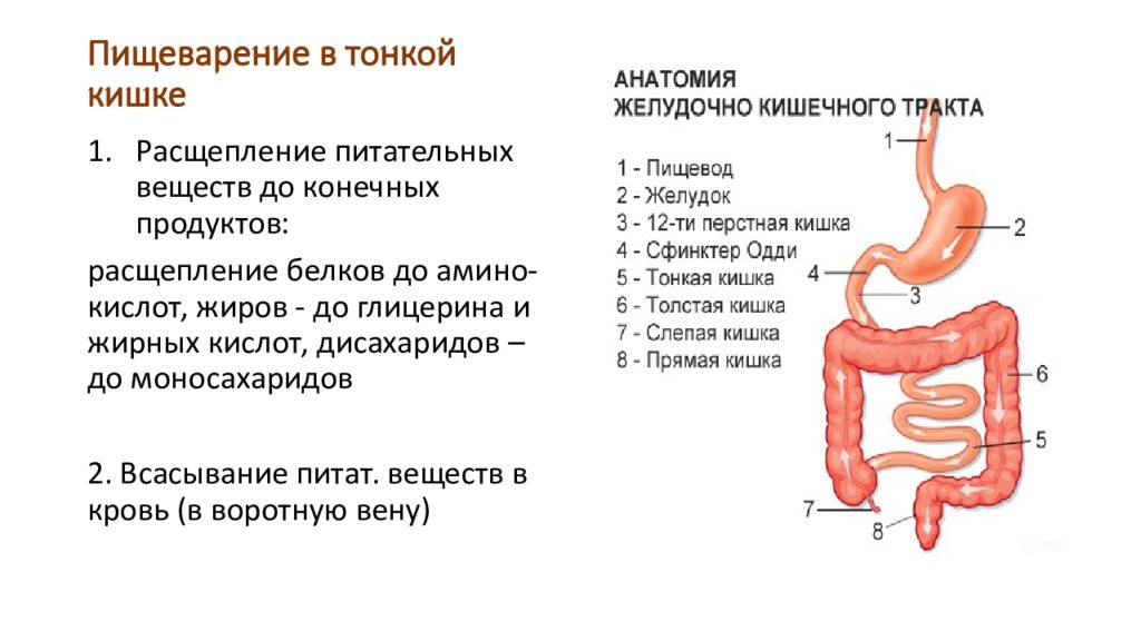 Длина кишечника человека. Биохимия синдрома короткой кишки. Сколько метров кишечник у человека. Сколько метров кишечник у ребенка 10 лет.