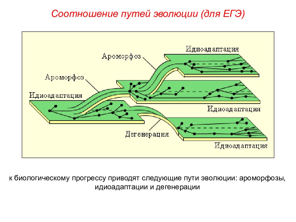 Пути достижения биологического прогресса презентация 11 класс