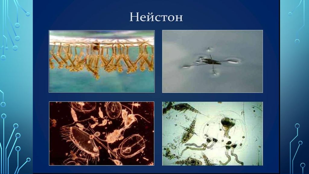 Простейшие водной среды. Плейстон Нейстон Нектон бентос планктон. Плейстон и Нейстон разница. Среды жизни. Необычные обитатели водной среды.