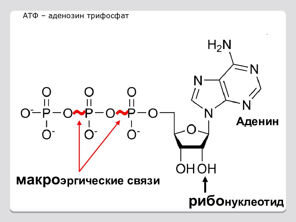 Атф какие связи. Макроэргические связи в АТФ. АТФ формула биохимия. Аденозин 5 трифосфат. Структурная формула АТФ биохимия.