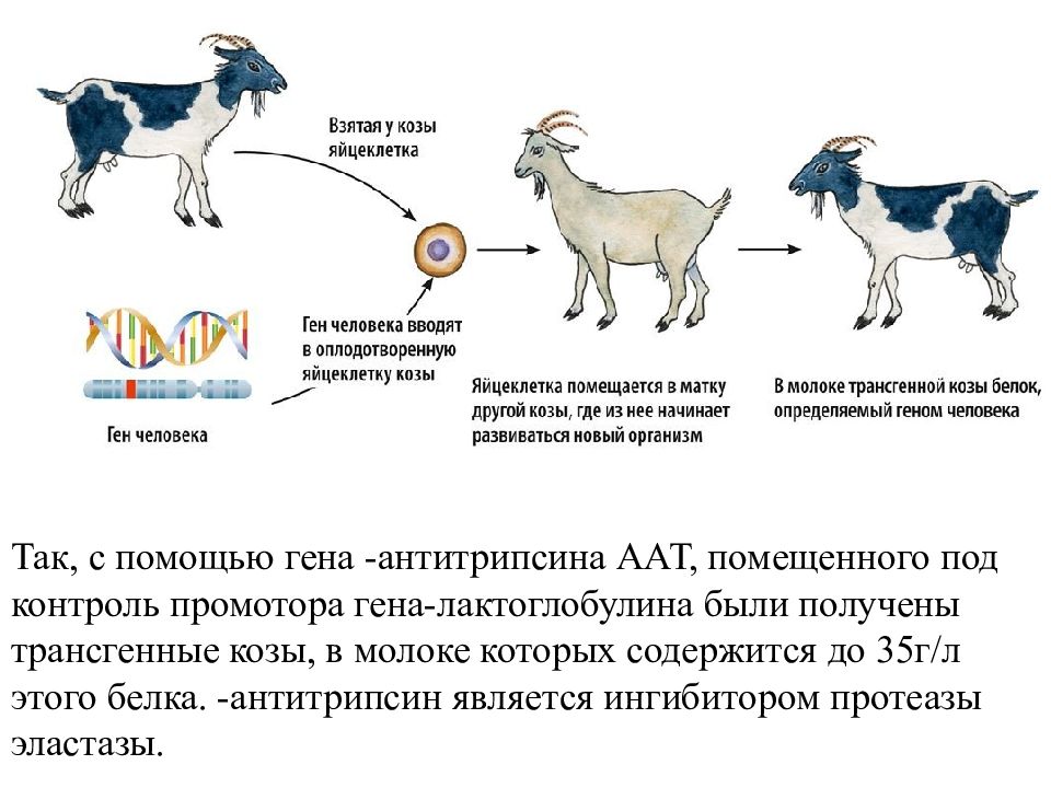 Схема клонирование животных