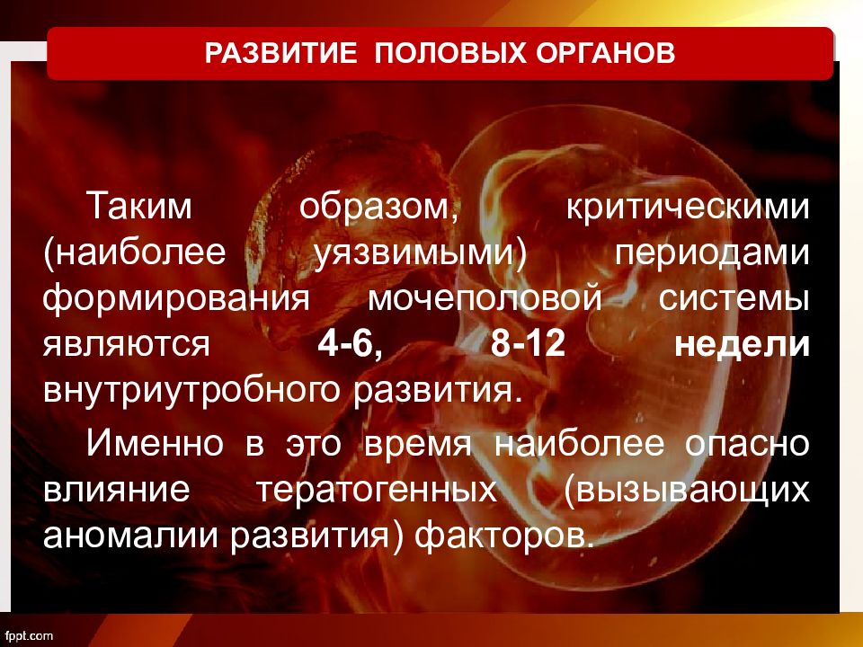 Формирования репродуктивных органов. Внутриутробное формирование половых органов. Аномалии развития половых органов. Патология внутриутробного периода развития. Процесс формирования половых органов внутриутробно.