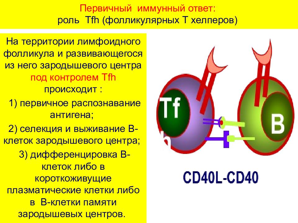 Первичный иммунный ответ схема