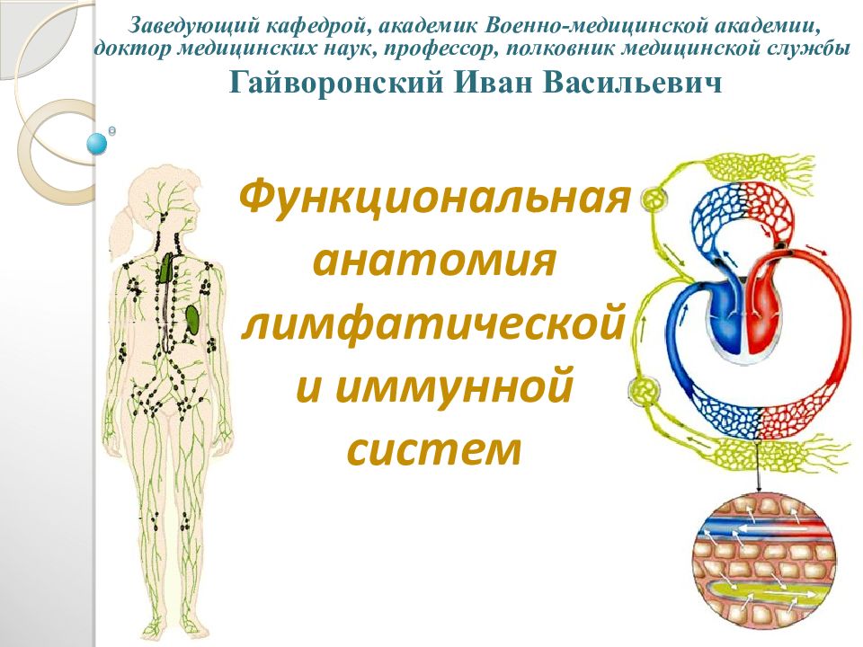 Иммунная и лимфатическая система презентация