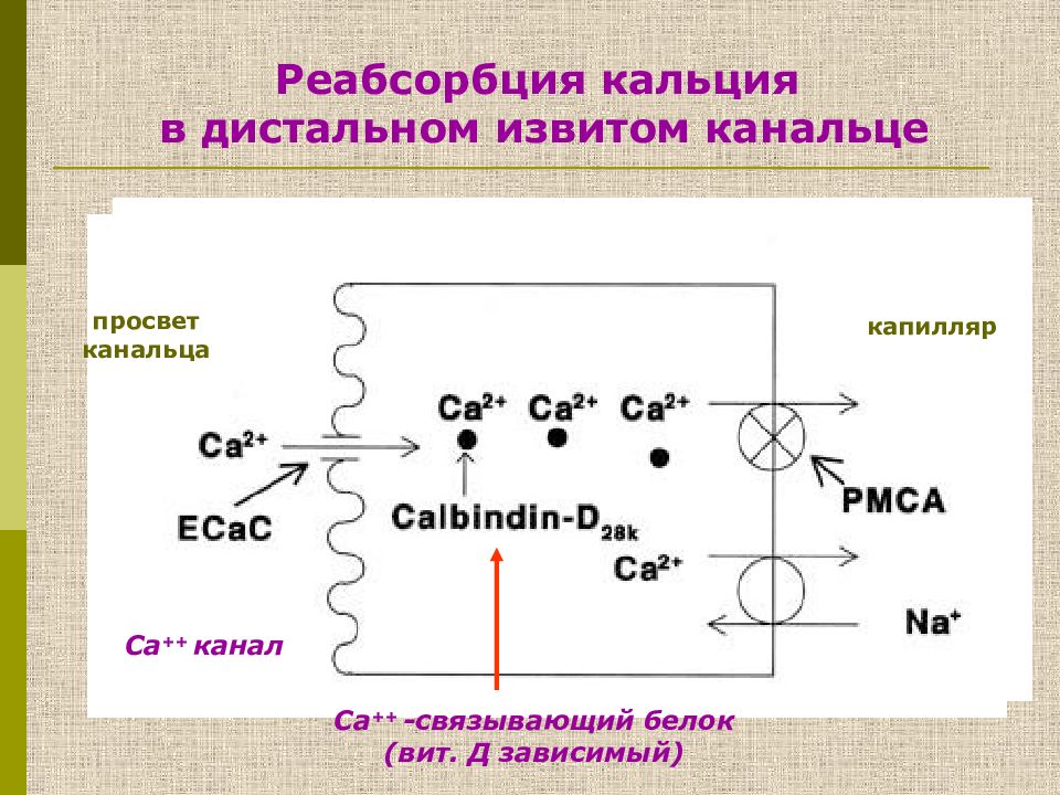 Обмен кальция презентация